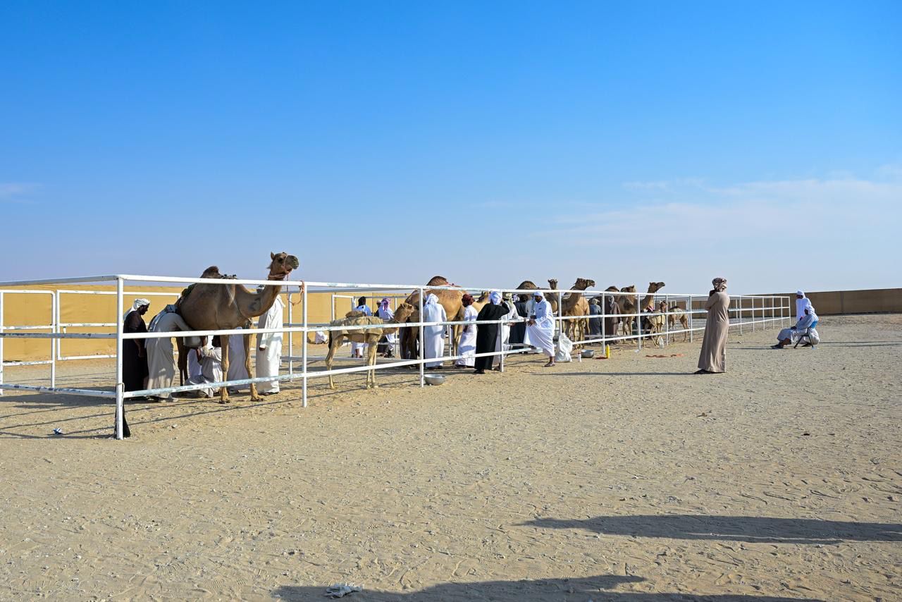 تواصل منافسات مزاينة الإبل بالمحطة الختامية لمهرجان الظفرة