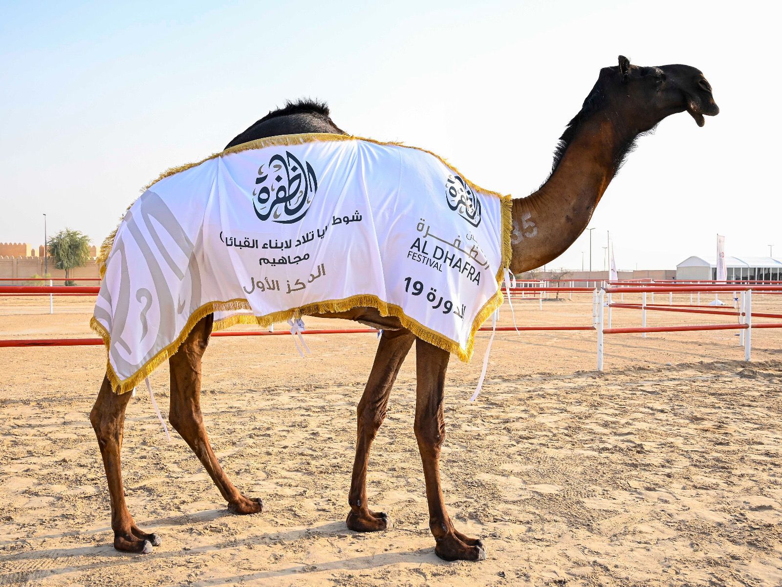 تواصل منافسات مزاينة الإبل بالمحطة الختامية لمهرجان الظفرة