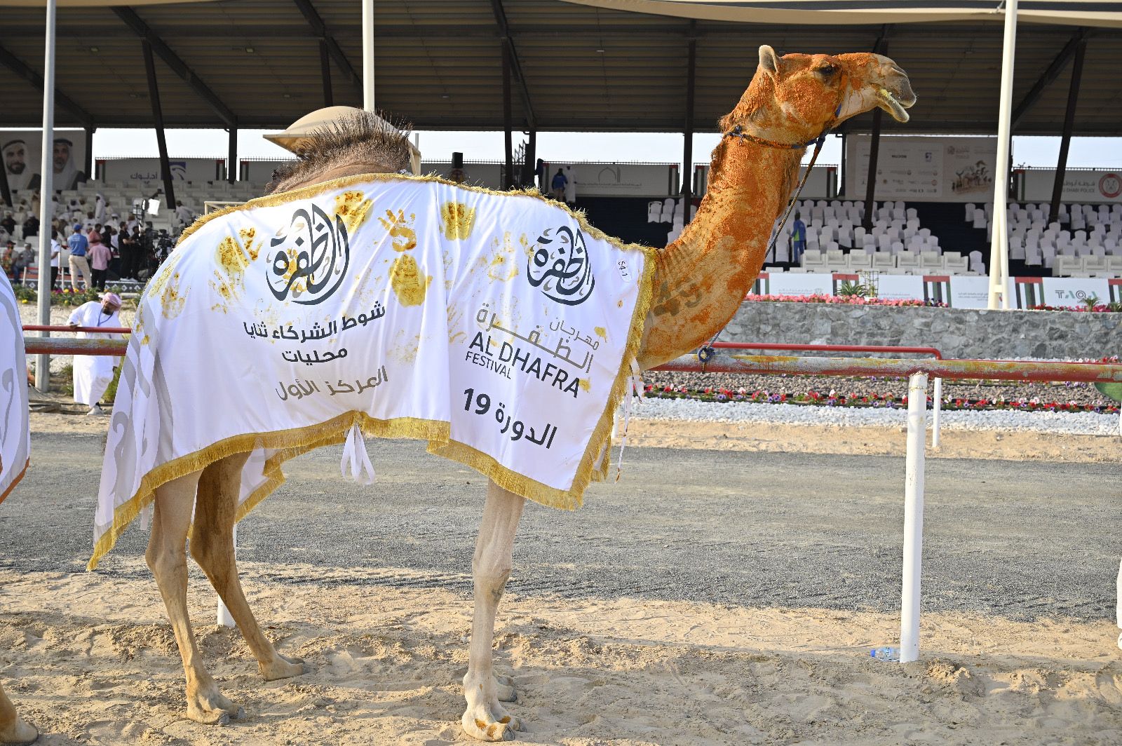 تواصل منافسات مزاينة الإبل بالمحطة الختامية لمهرجان الظفرة