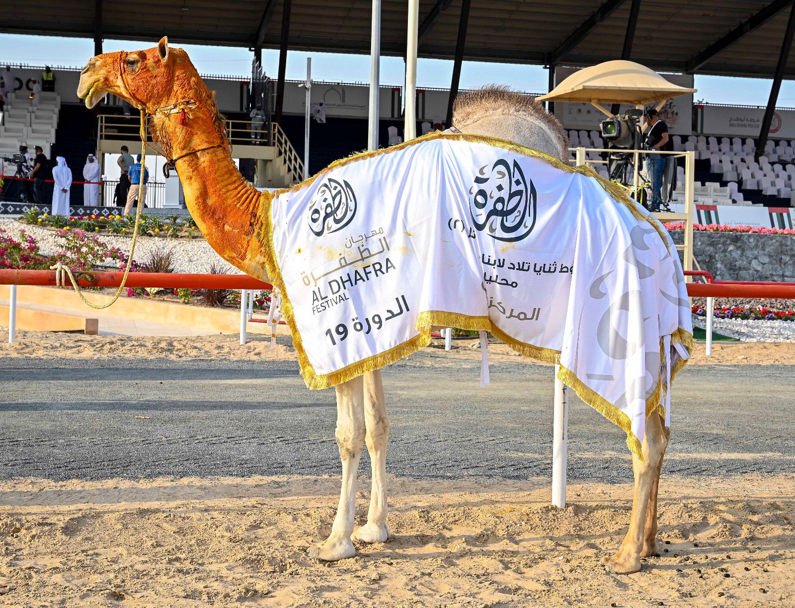 تواصل منافسات مزاينة الإبل بالمحطة الختامية لمهرجان الظفرة