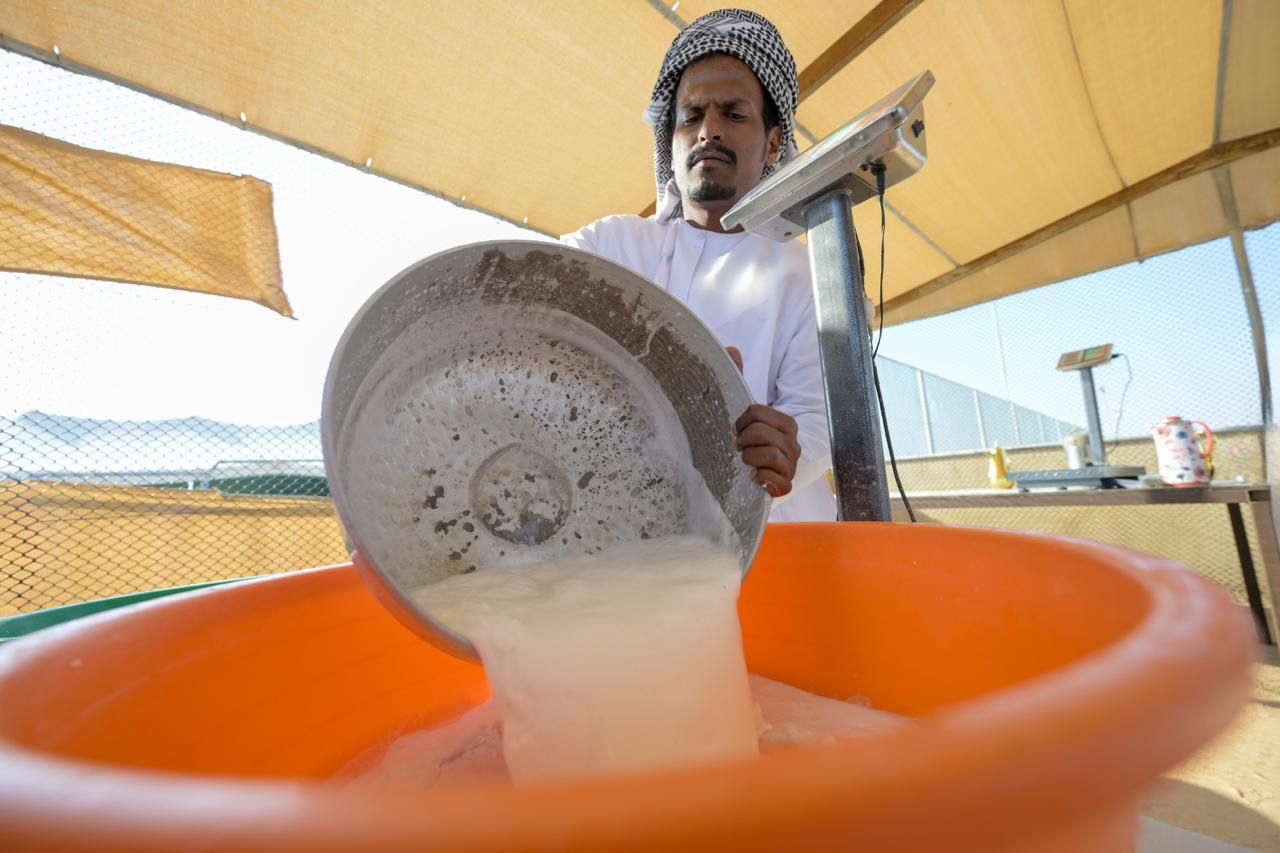 تواصل منافسات مزاينة الإبل بالمحطة الختامية لمهرجان الظفرة