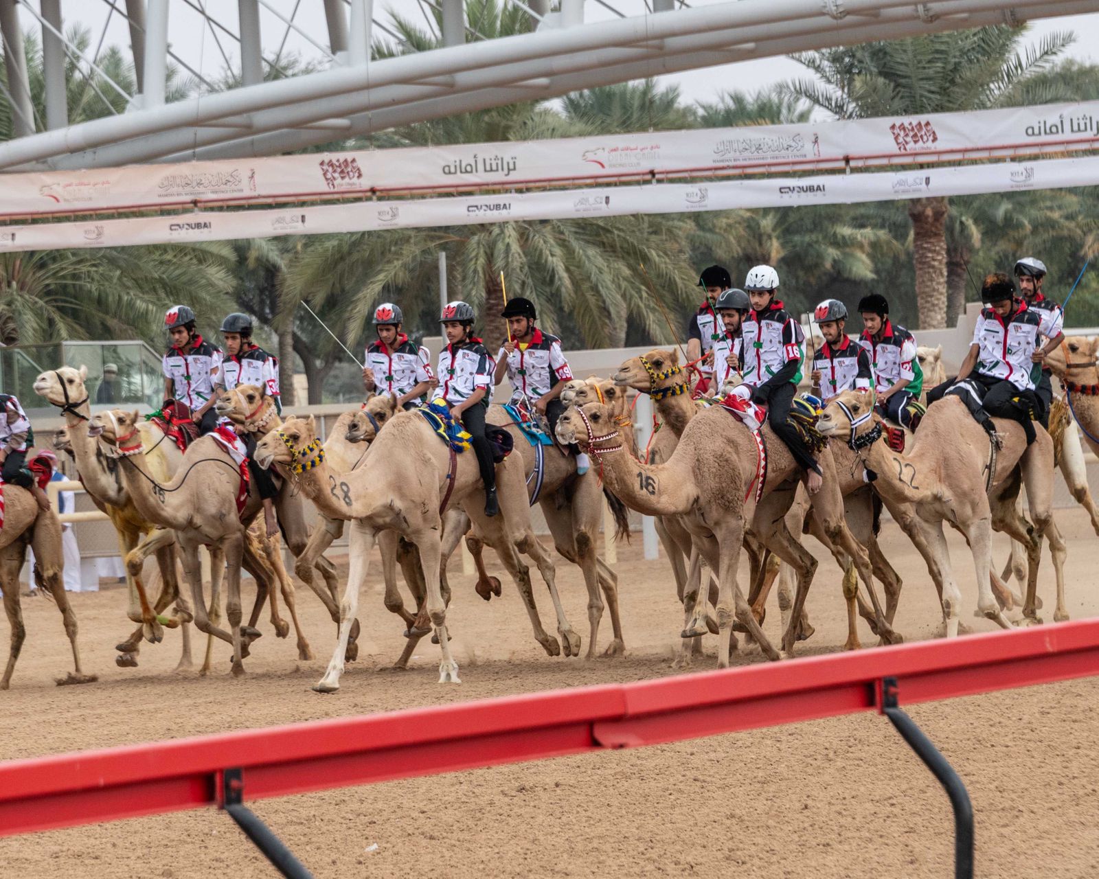 تزامنًا مع مهرجان ولي عهد دبي للهجن ختام مميز لماراثون اليوم الوطني للهجن
