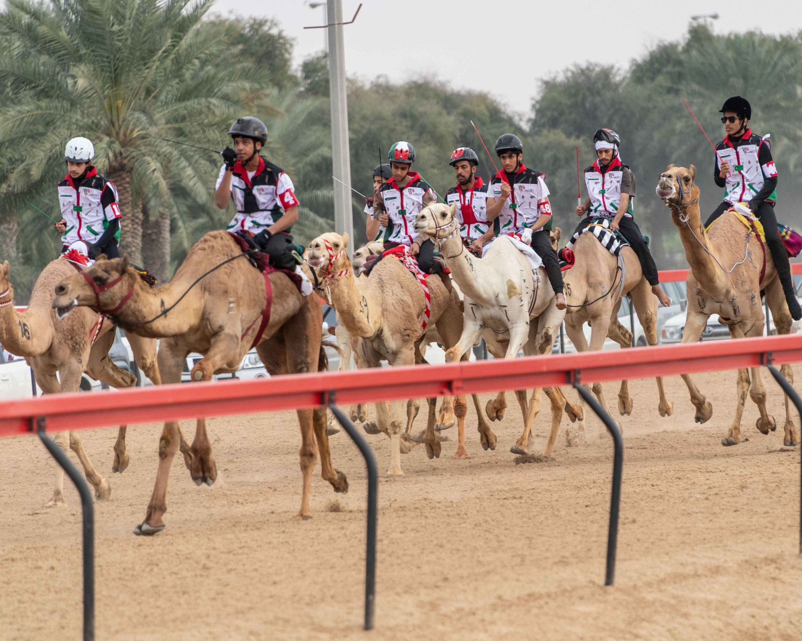 تزامنًا مع مهرجان ولي عهد دبي للهجن ختام مميز لماراثون اليوم الوطني للهجن