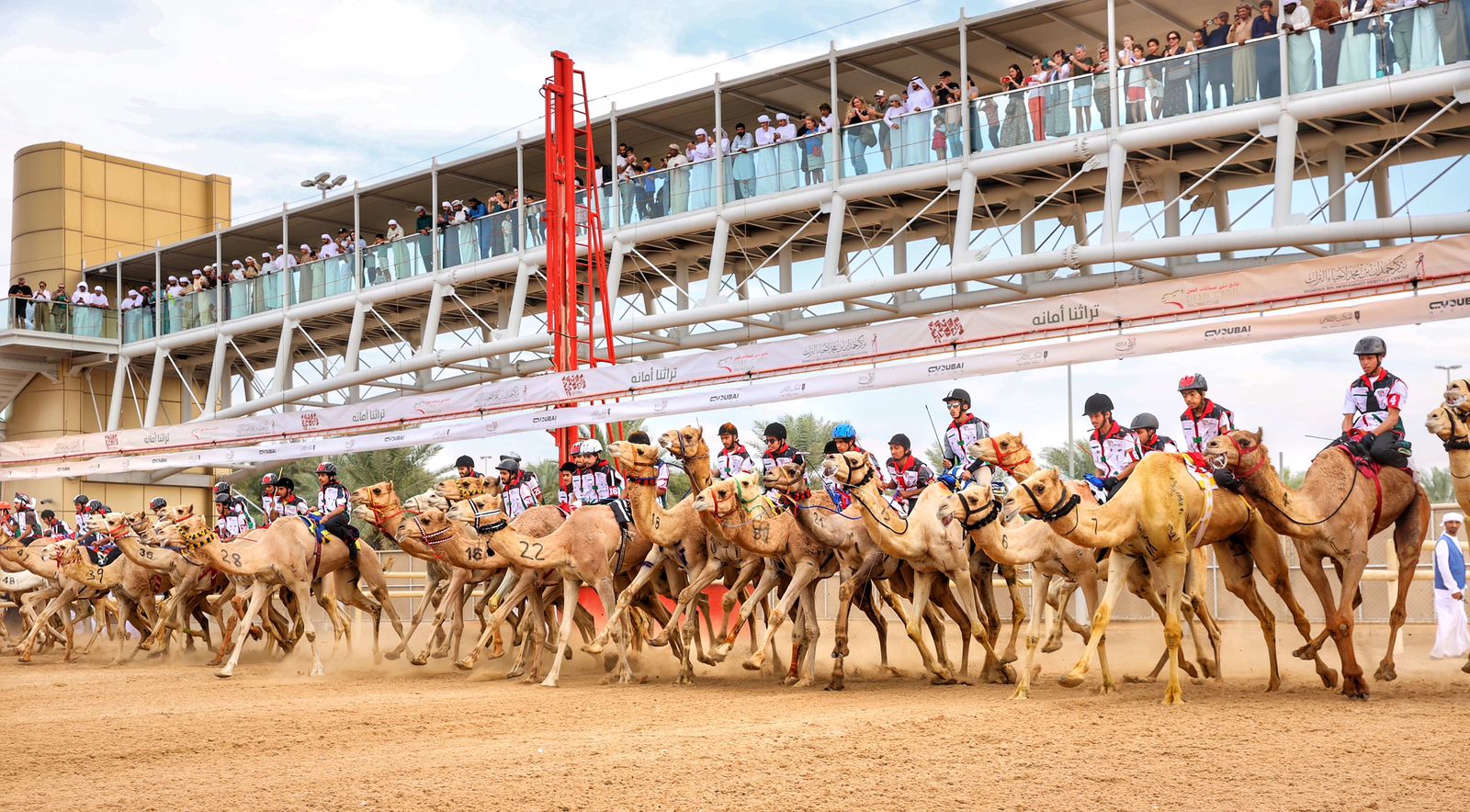 تزامنًا مع مهرجان ولي عهد دبي للهجن ختام مميز لماراثون اليوم الوطني للهجن