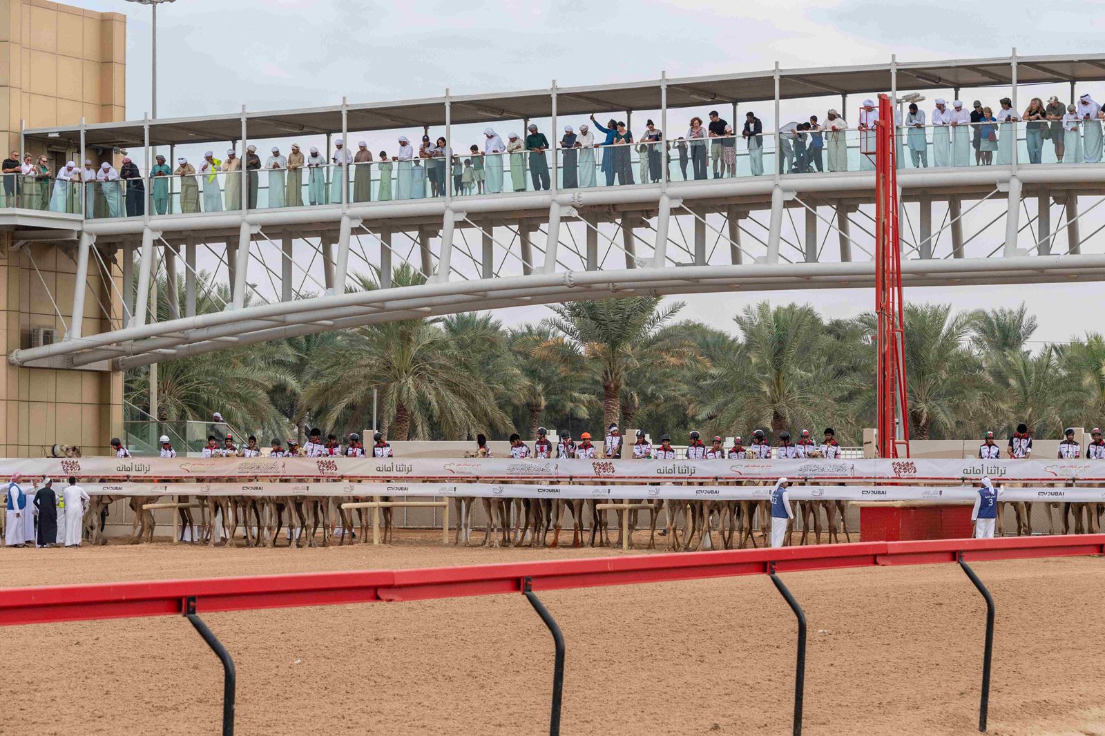 تزامنًا مع مهرجان ولي عهد دبي للهجن ختام مميز لماراثون اليوم الوطني للهجن