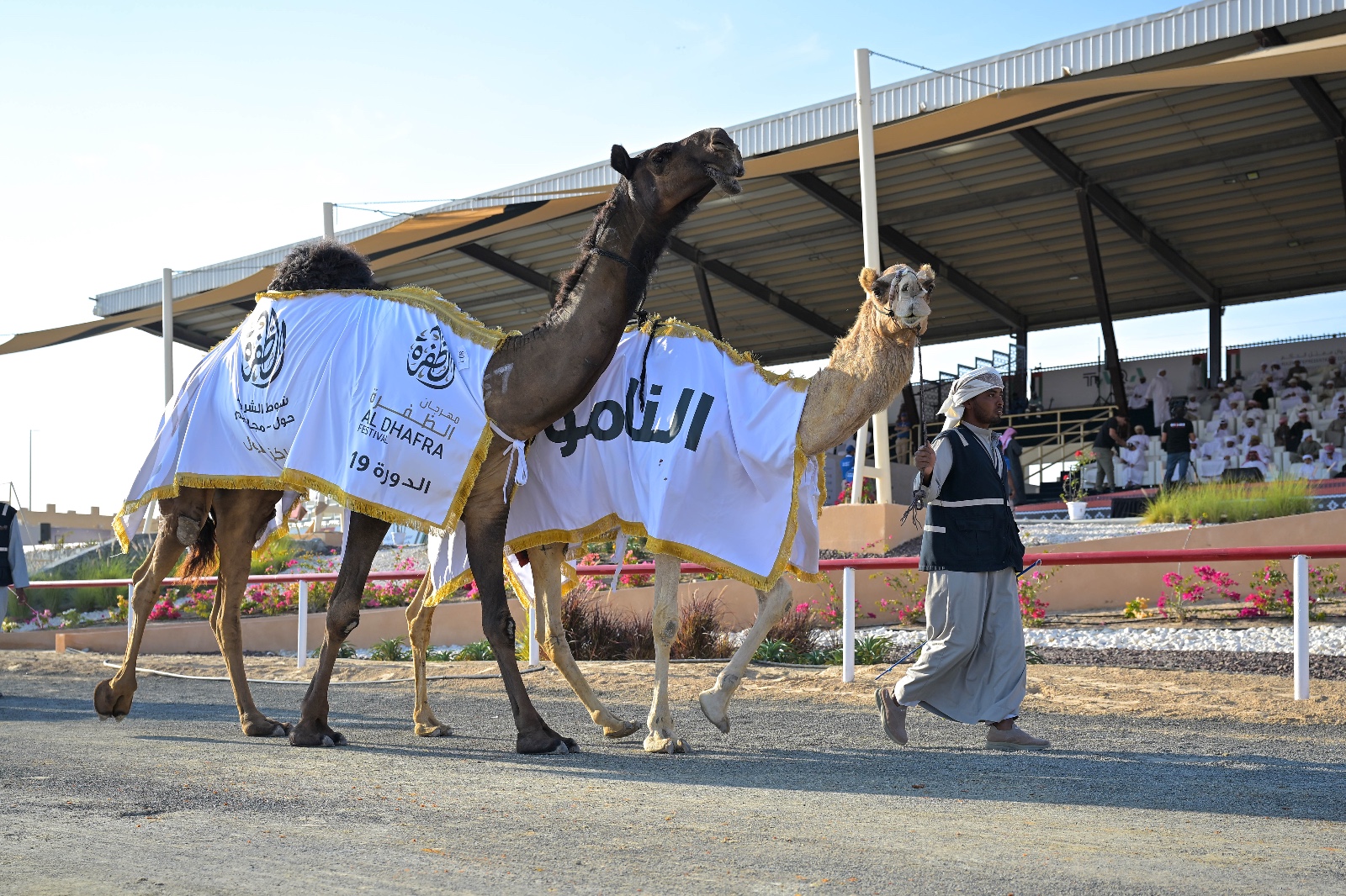 مهرجان الظفرة يتوج سن الحول في مزاينة الإبل
