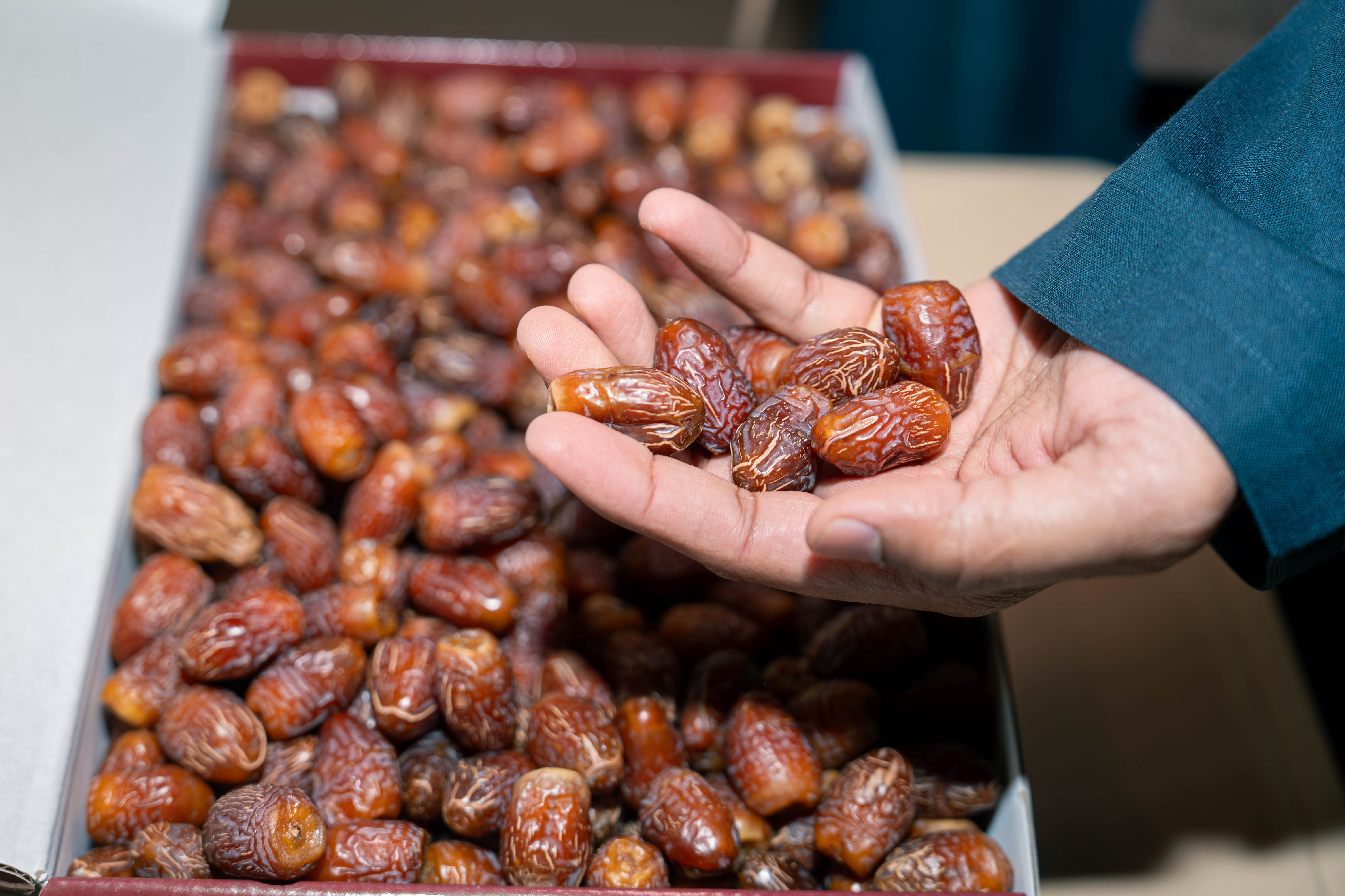 «الوثبة للتمور» يواصل فعالياته ويعلن نتائج المزاينة