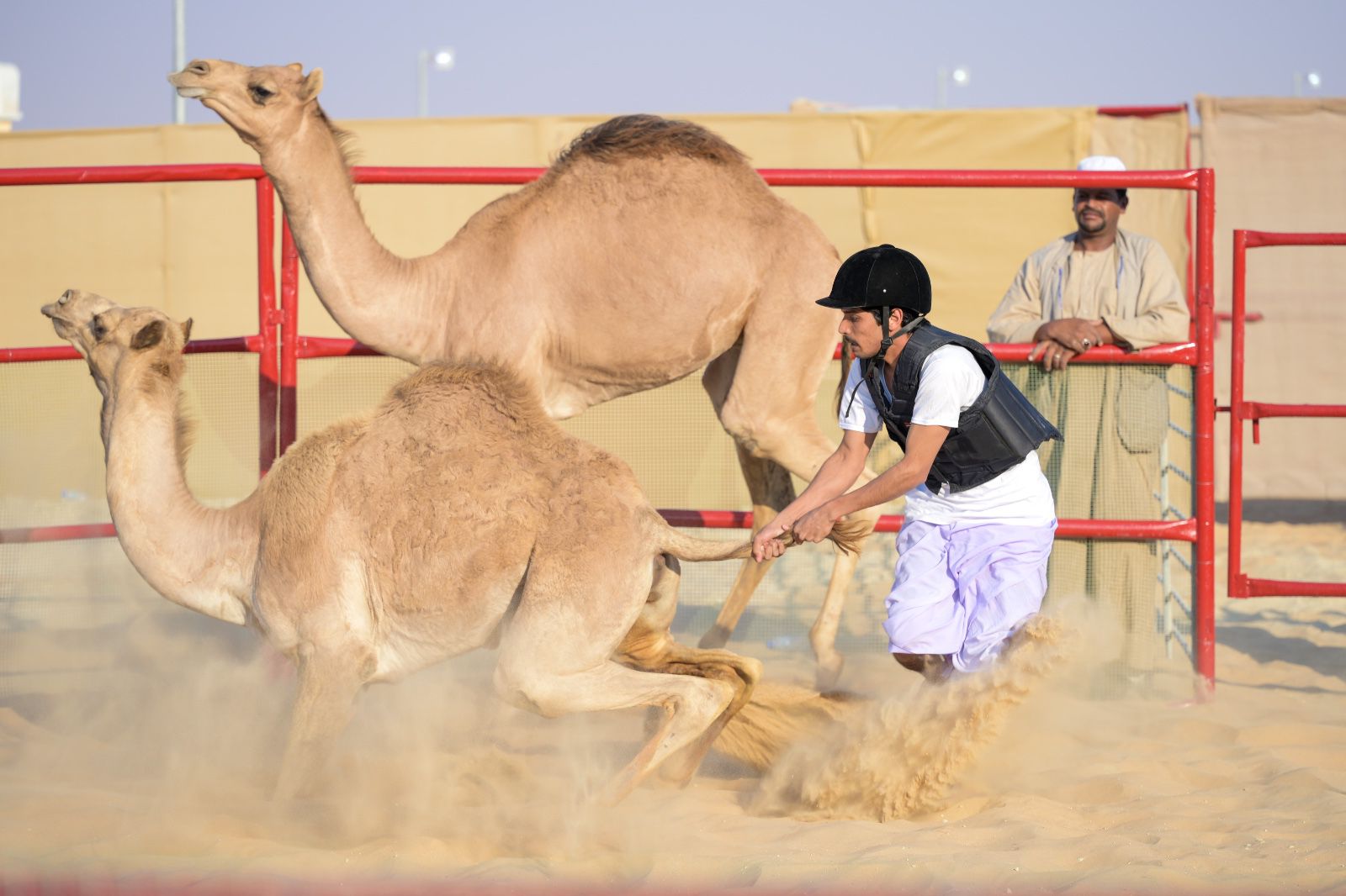 منافسات قوية في مزاينة الصقور وانسف  القعود بمهرجان الظفرة