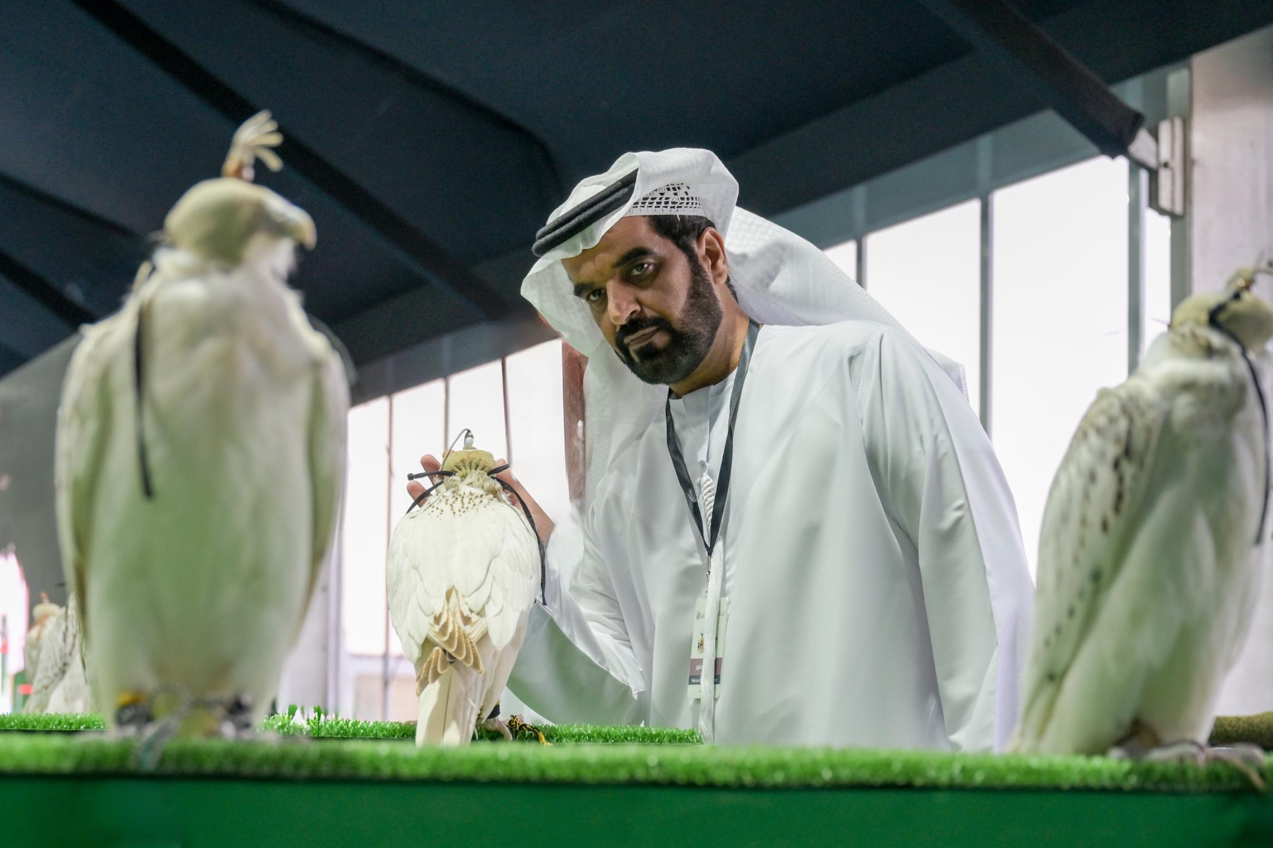 منافسات قوية في مزاينة الصقور وانسف  القعود بمهرجان الظفرة
