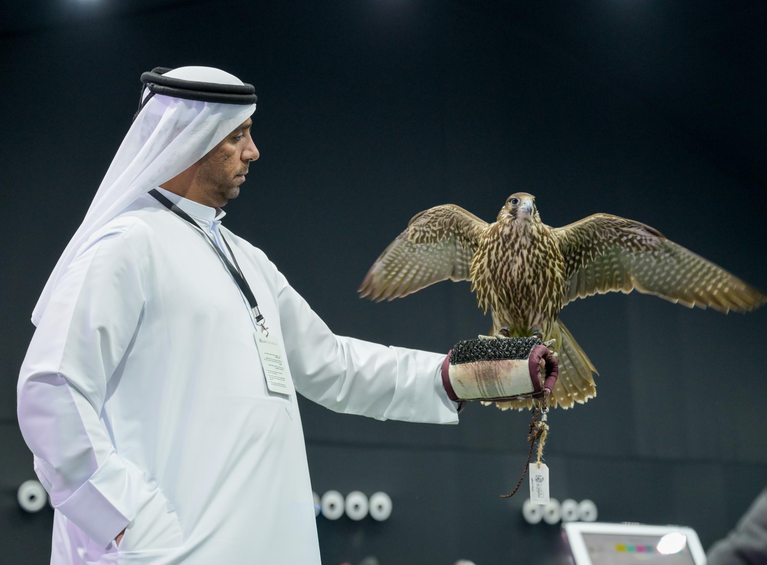 منافسات قوية في مزاينة الصقور وانسف  القعود بمهرجان الظفرة