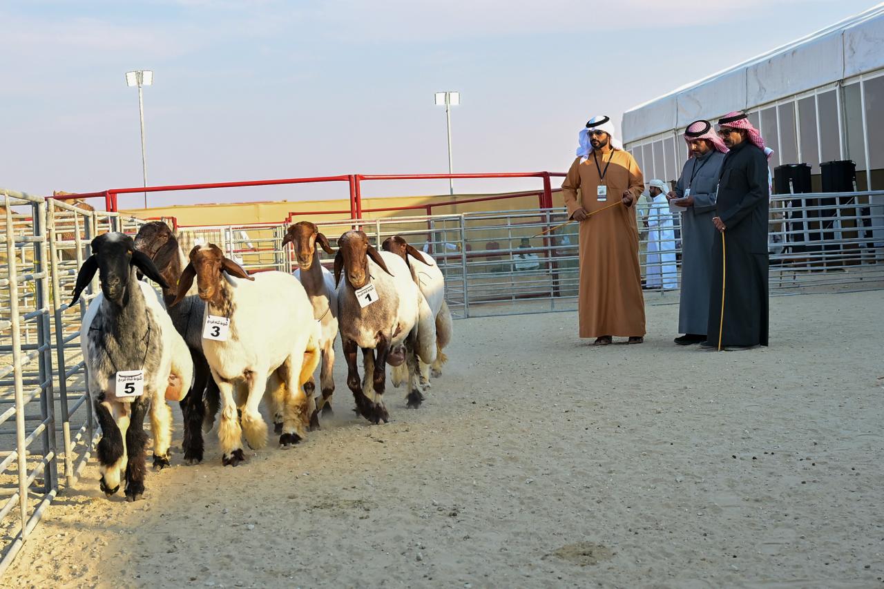مهرجان الظفرة يتوج الفائزين في  مسابقات التمور والشاي وغنم النعيم