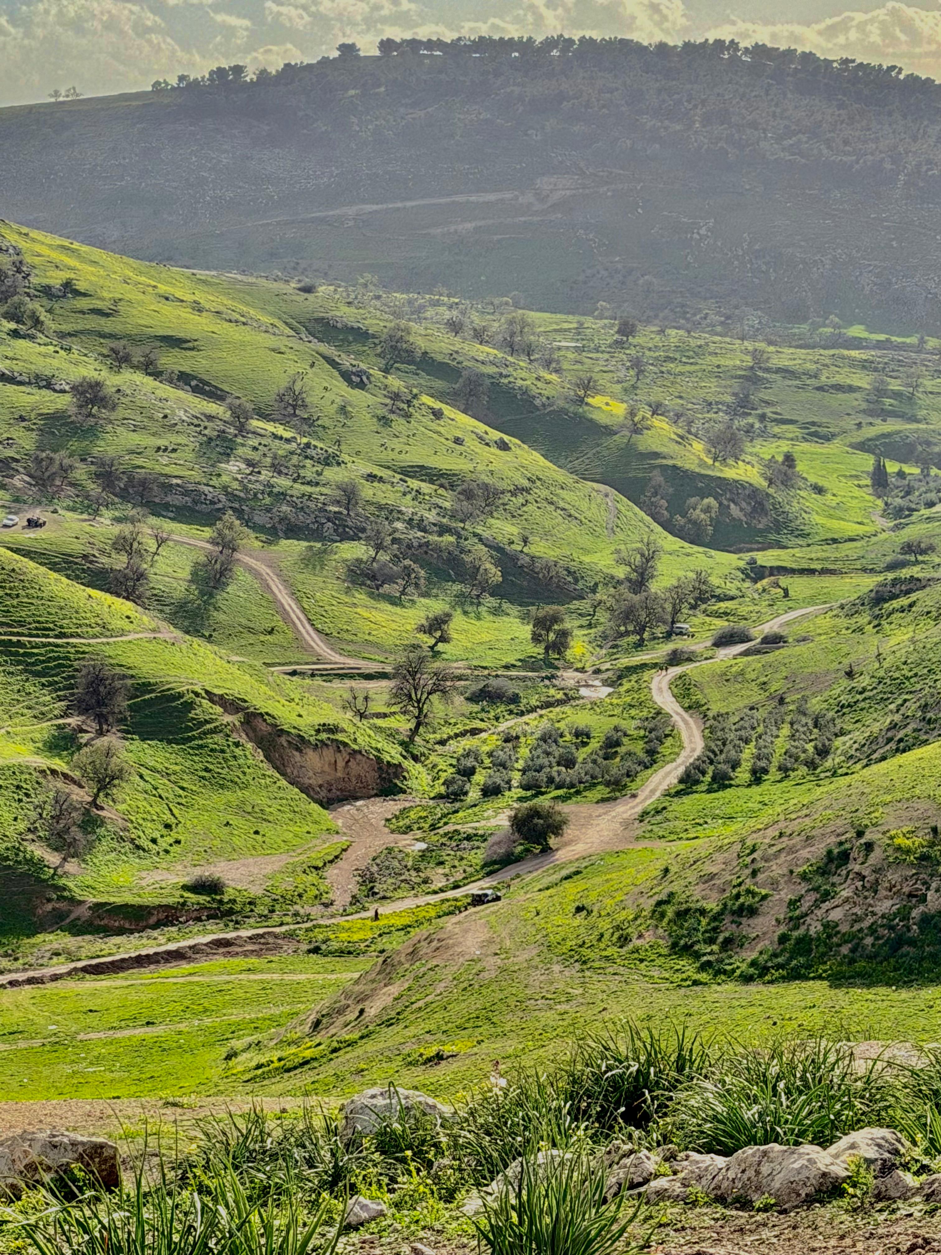 ربيع الأردن 2026 يسرق القلوب… ومؤثرون قطريون: كأنها قطعة من الجنة
