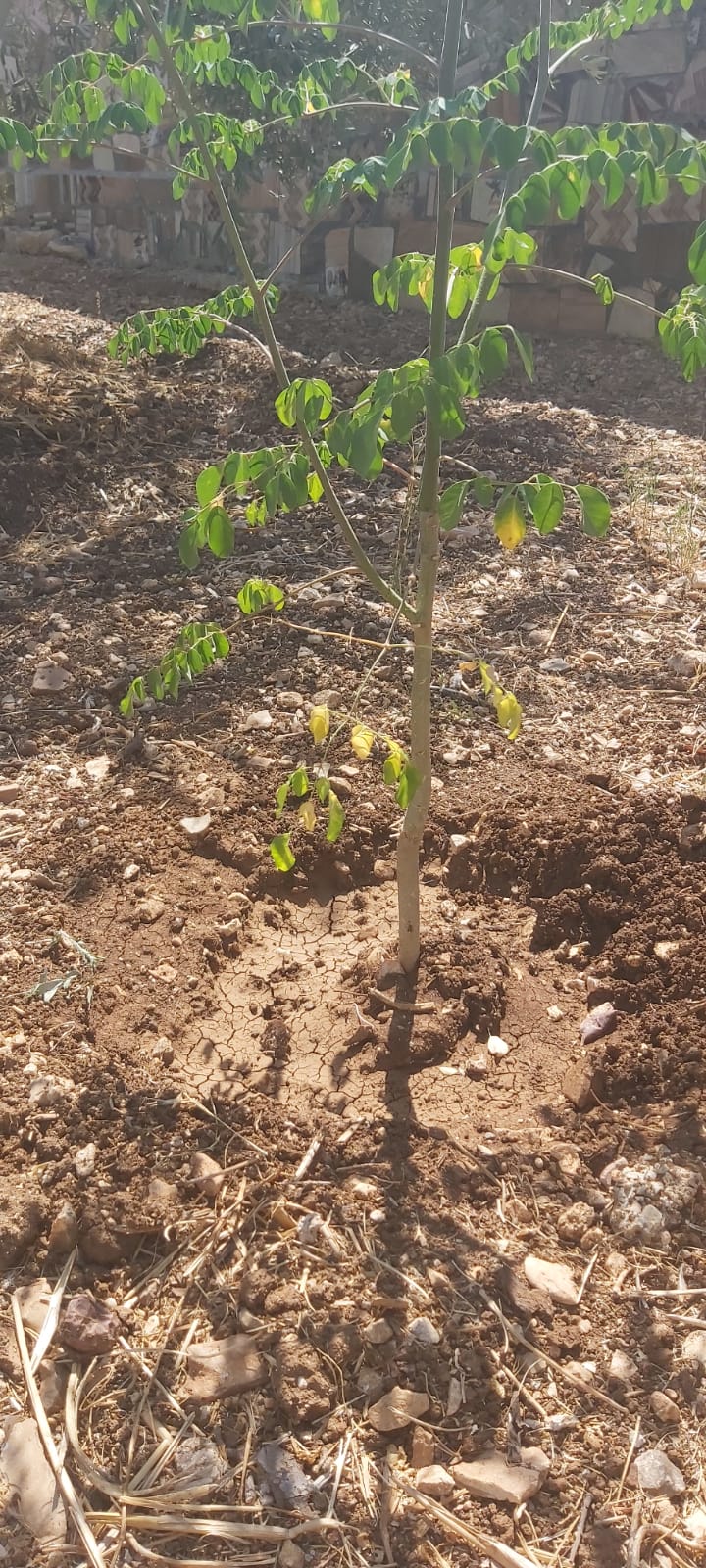 مناشدة سيدنا وولي العهد لإنقاذ أشجار عمّان