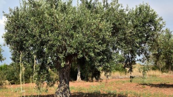 أبو نقطة: موسم الزيتون الحالي جيد جدًا وسيغطي احتياجات المملكة مع وجود فائض