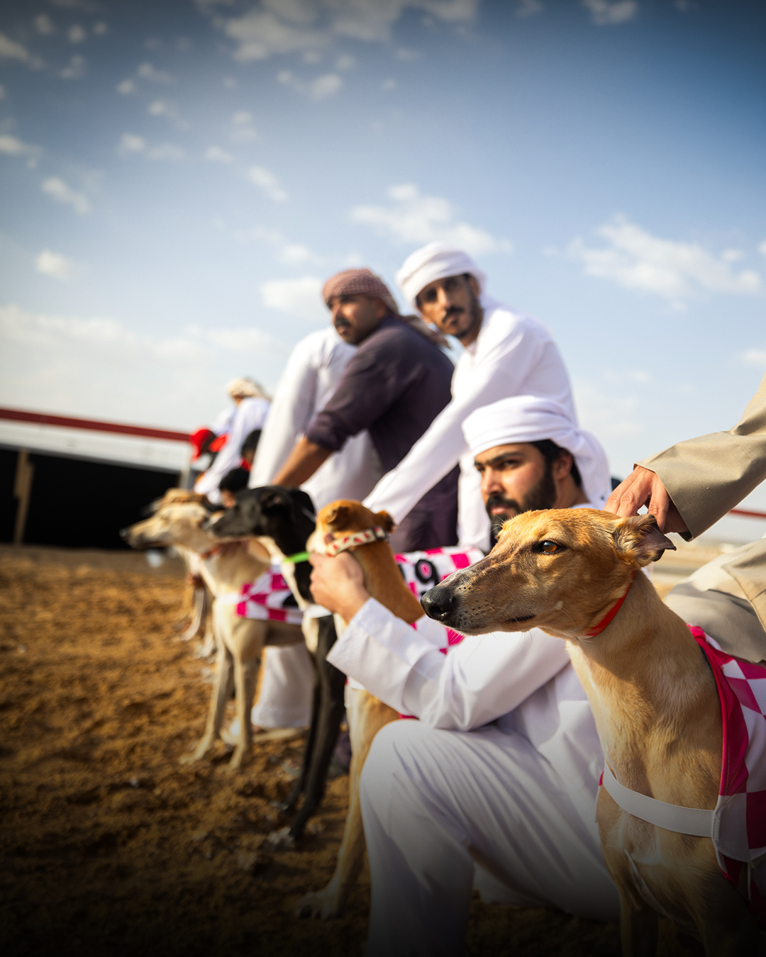 يُنظّمها نادي صقّاري الإمارات من نوفمبر 2026 – أبريل 2027  بطولة السلوقي العربي.. من ممارسة تراثية إلى منظومة رياضية متكاملة
