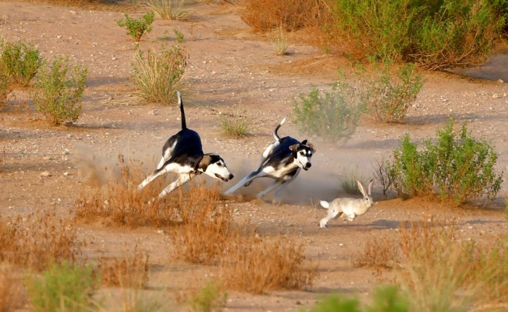 مركز السلوقي العربي بأبوظبي...  خمسة وعشرون عاماً في الحفاظ على إرث رفيق الصقّار