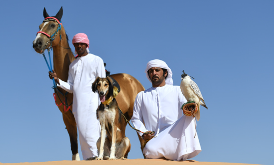 مركز السلوقي العربي بأبوظبي...  خمسة وعشرون عاماً في الحفاظ على إرث رفيق الصقّار