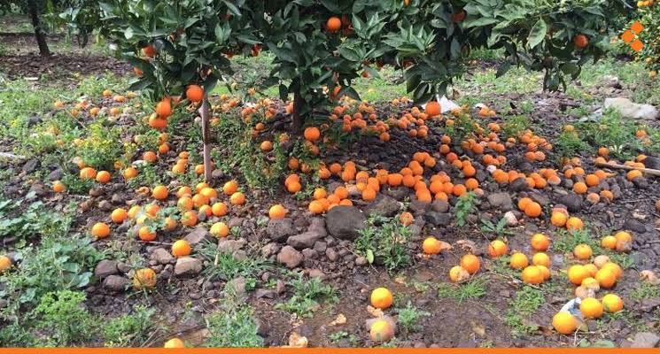 الغزاوي: لن نقبل تعويض مزارعي الحمضيات بالفُتات.. و16 ديناراً للدونم في آخر دفعة